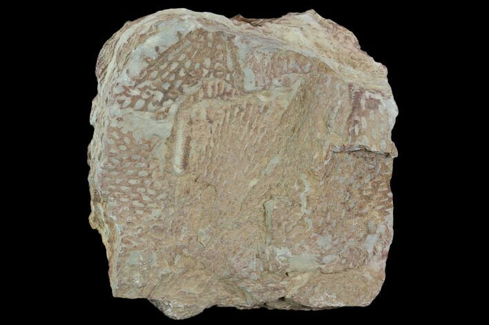 Ordovician Graptolite (Araneograptus) Plate - Morocco #126417